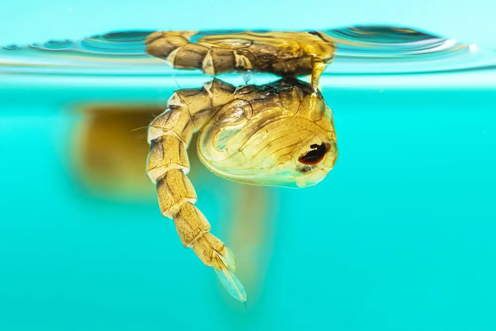 Pupa de mosquito Aedes en desarrollo, fase previa al mosquito adulto según la OMS.