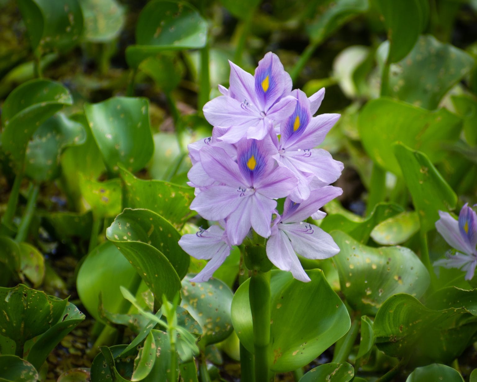 planta invasora jacinto de agua