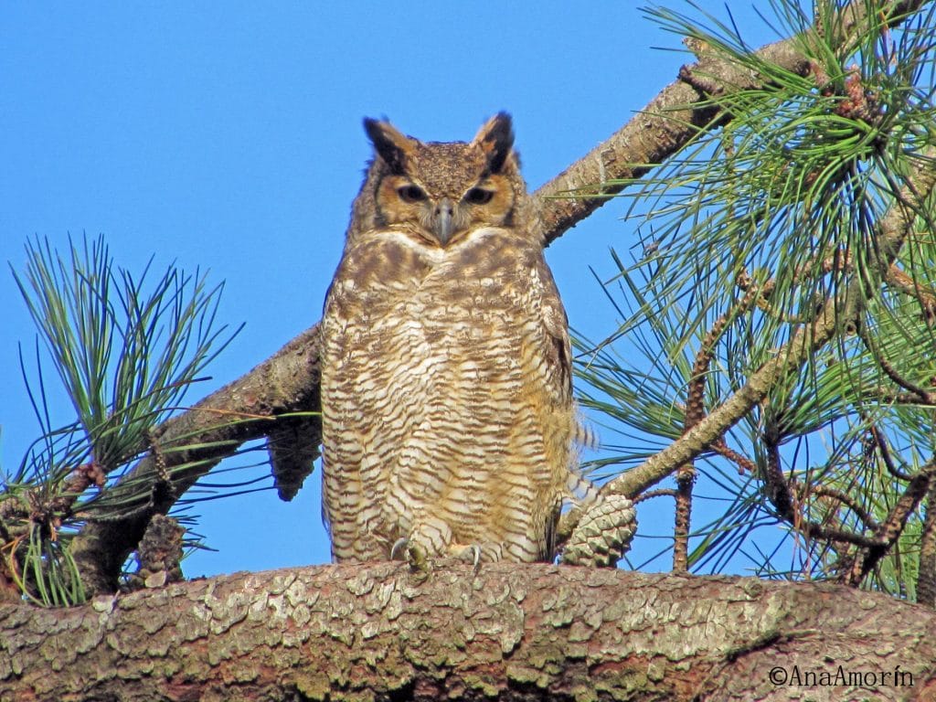 31895167_2040278216037331_2435424869773475840_n | Ambienta - Staging