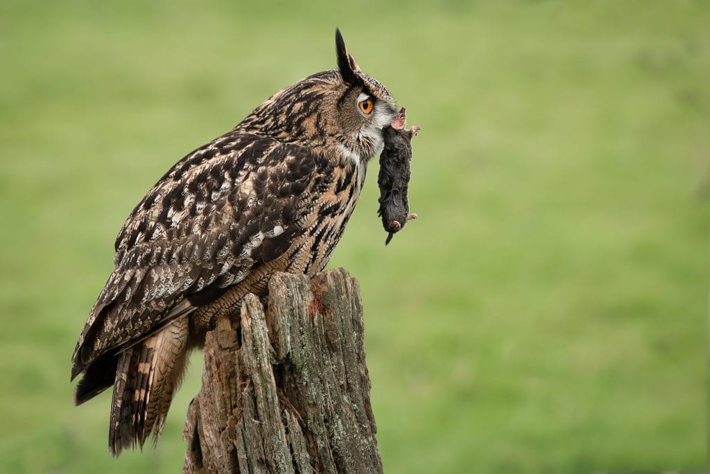 A eurasian eagle owl profile image with a mole in its beak perched on an old post in the middle of a field with a natural green background | Ambienta - Staging