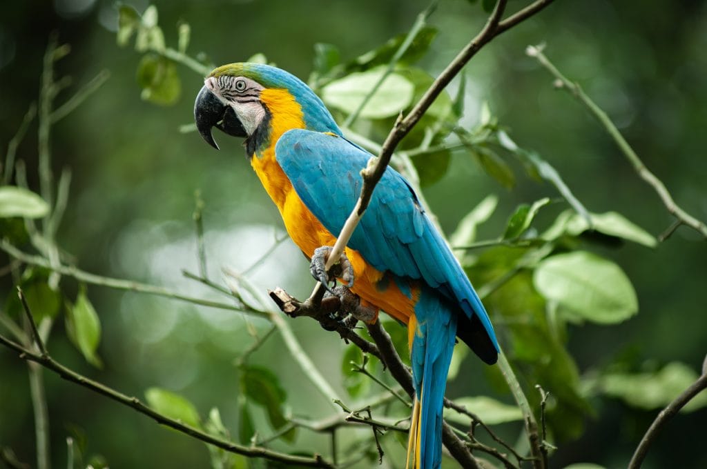 a scarlet macaw bird | Ambienta - Staging