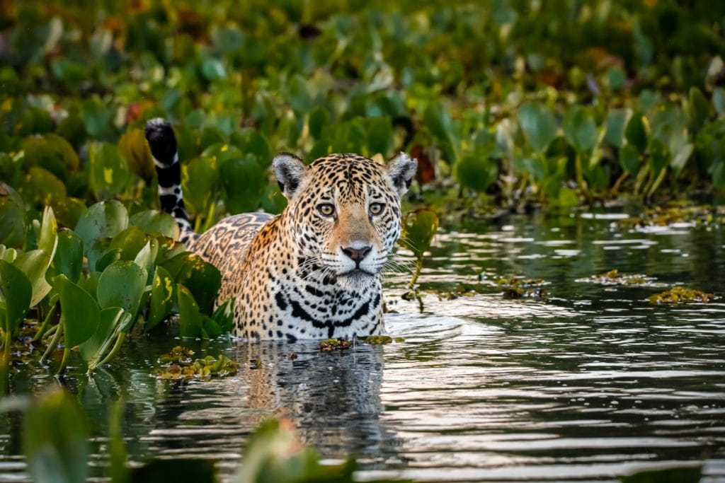Close up of a young Jaguar standing in shallow water in Pantanal Wetlands | Ambienta - Staging