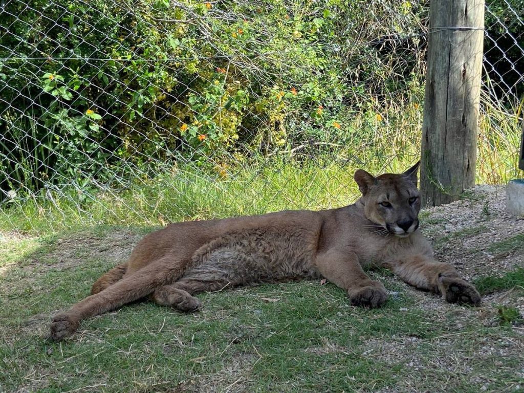 WhatsApp_Image_2024-11-21_at_21.56.31_1200w | Ambienta - Staging