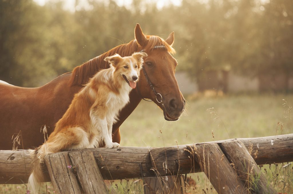 Red border collie dog and horse | Ambienta - Staging