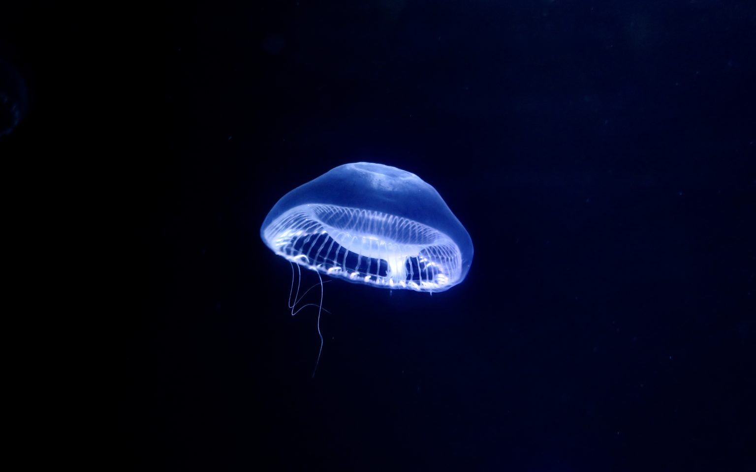 aequorea victoria | Ambienta - Staging