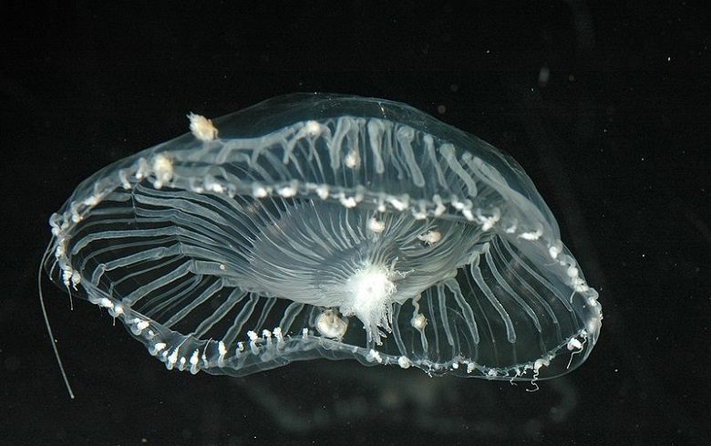 fotos-de-la-medusa-gelatina-cristal | Ambienta - Staging