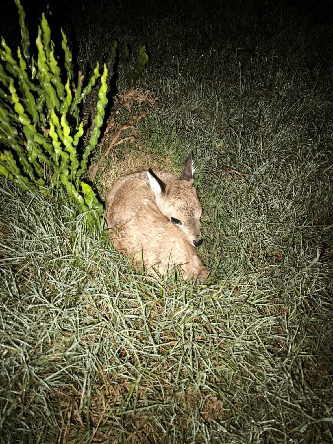 cria venado | Ambienta - Staging