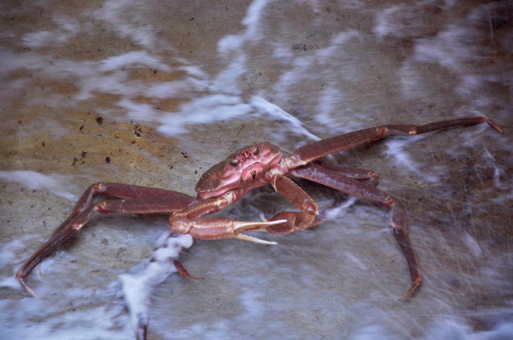 Chionoecetes_opilio_ | Ambienta - Staging