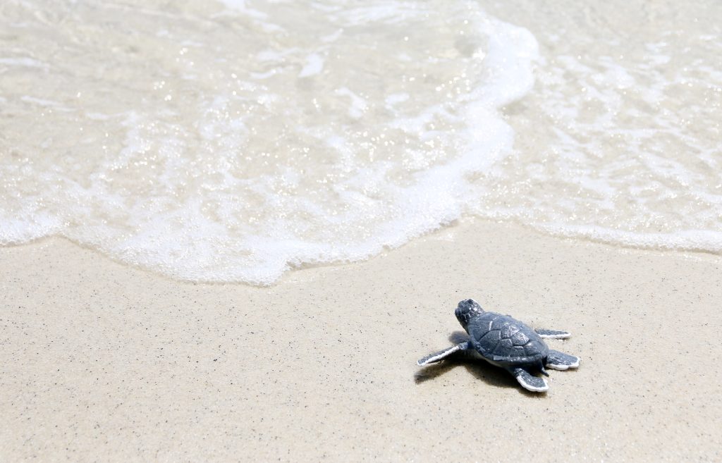 Little turtle on white beach | Ambienta - Staging