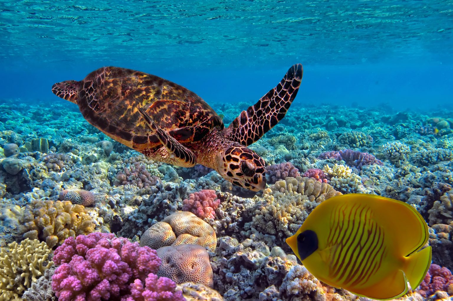 colorful coral reef with many fishes and sea turtle | Ambienta - Staging