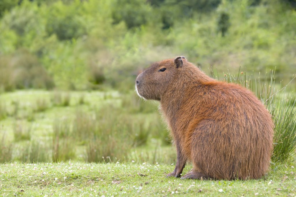 South American Capybara or hydrochaeris is the largest rodent in the world | Ambienta - Staging