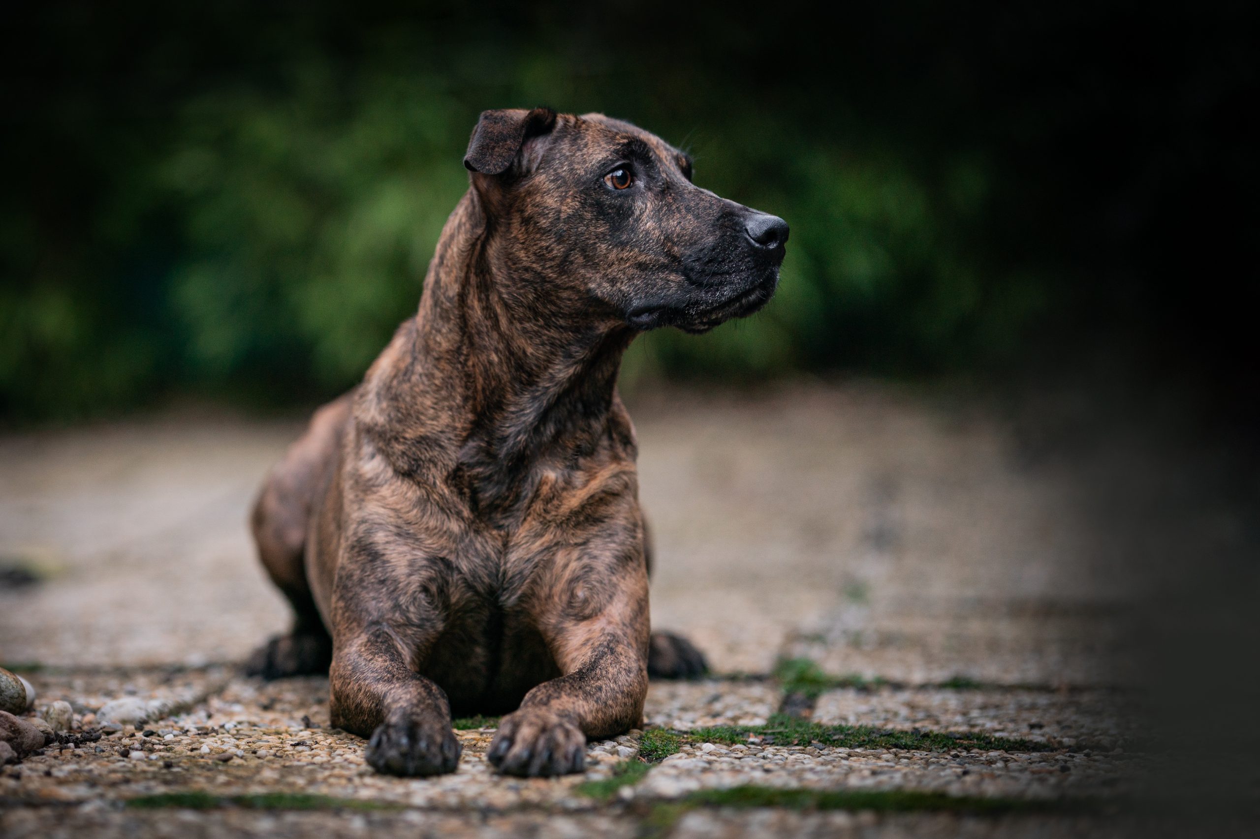 The Cimarrón Uruguayo dog (Uruguayan Cimarron) portrait of dog | Ambienta - Staging
