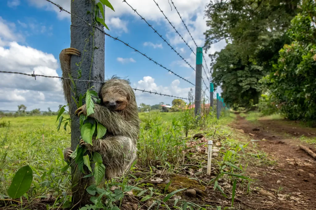 6066 | Ambienta - Staging Un perezoso de tres dedos de garganta marrón se aferra a un poste de cerca en Costa Rica. Concurso de fotografía de vida silvestre 2025