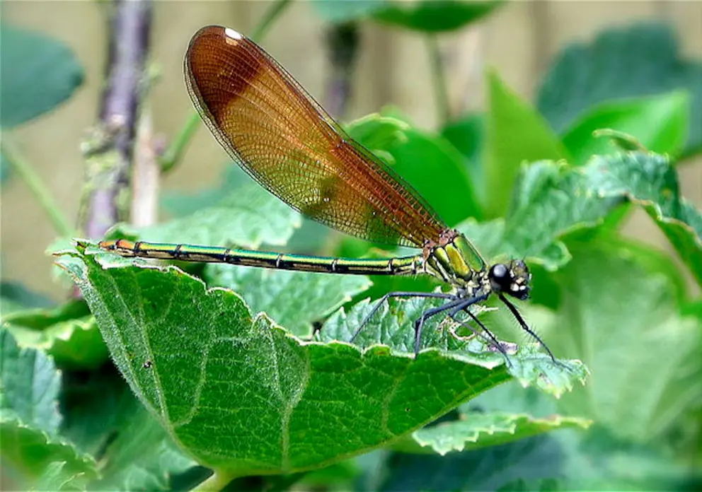 libelula-04 | Ambienta - Staging Libélula con manchas oscuras en las alas, afectada por el calor en ambientes alterados, símbolo de la desaparición de libélulas