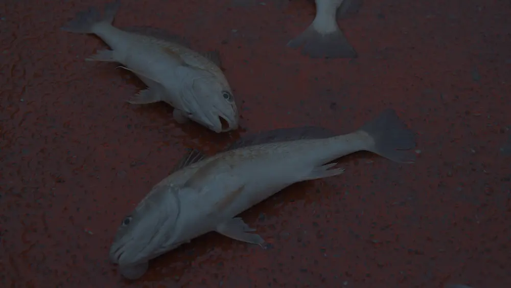 agua-invadida-pescado-cubierta | Ambienta - Staging Pescado fresco en la cubierta del barco, resultado de la actividad pesquera mostrada en Agua Invadida.