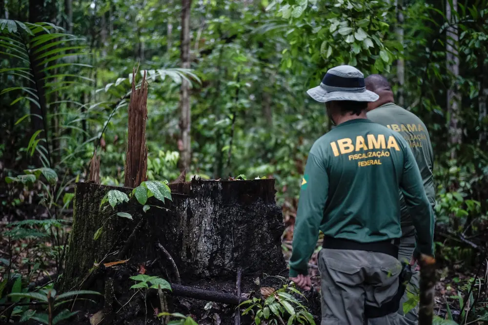 delitos-ambientales-deforestacion-ilegal-brasil | Ambienta - Staging Agentes ambientales brasileños investigando la deforestación ilegal en el territorio indígena Pirititi.