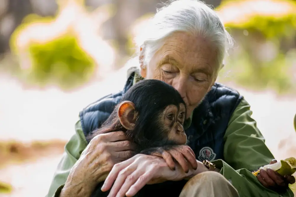jane-goodall-chimpance | Ambienta - Staging La primatóloga Jane Goodall sosteniendo y cuidando a un chimpancé rescatado, un símbolo de su dedicación a la conservación.
