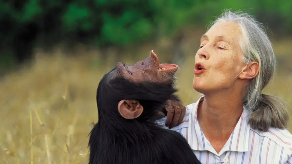 jane-goodall-primatóloga | Ambienta - Staging Jane Goodall con el joven chimpancé Flint en Gombe, ilustrando el vínculo y las complejas emociones de los primates.
