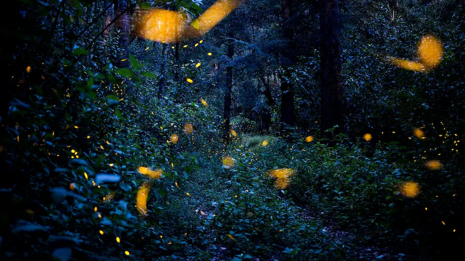Luciérnagas en el bosque de Santa Clara, Tlaxcala, México, brillando entre la vegetación al anochecer. Foto: Hilda Ríos / EFE.