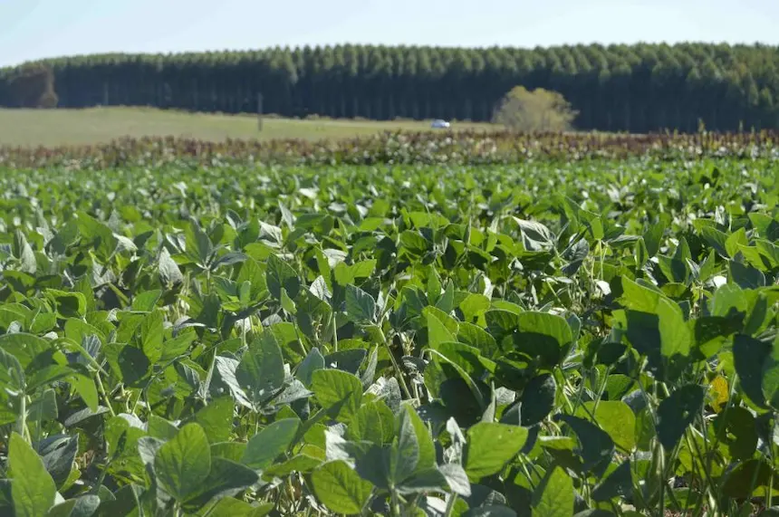 Desafíos de la ecología en Uruguay ante la expansión de los cultivos de soja.