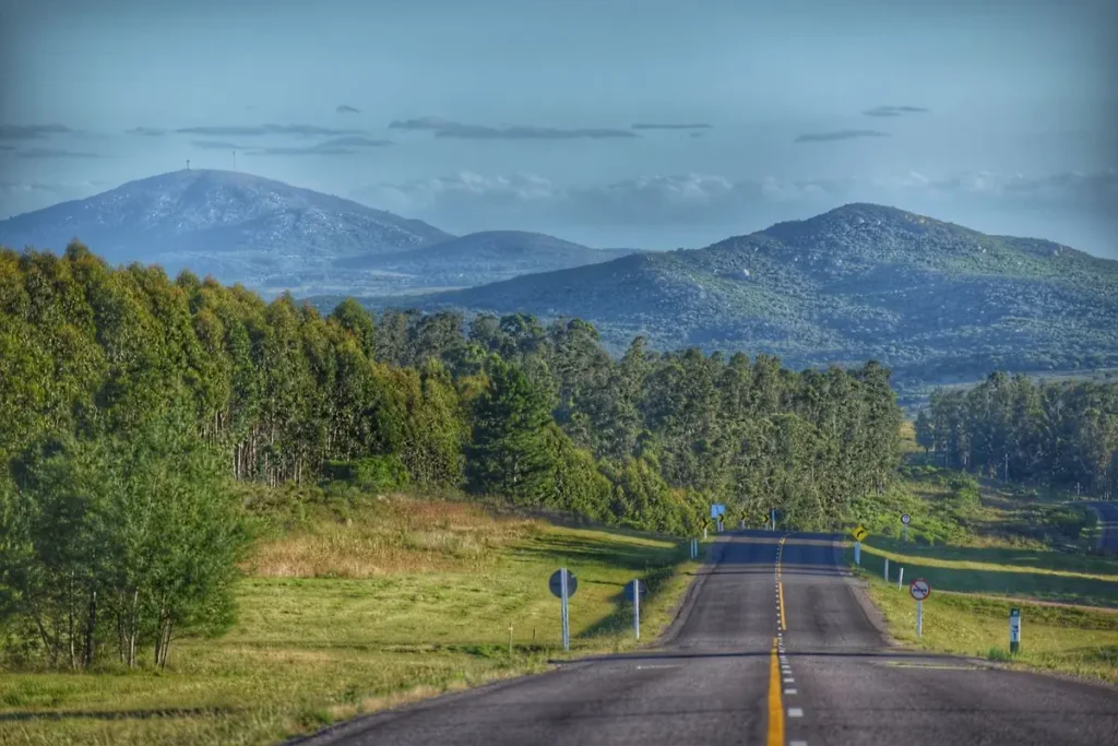 Ruta nacional flanqueada por monocultivos de eucaliptos, reflejo del impacto territorial en la ecología en Uruguay.