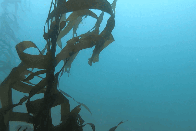 Crecimiento-de-algas-en-el-mar- | Ambienta - Staging Sargazo (Macrocystis pyrifera) especie de alga sembrada en la pradera submarina en el balneario de Pucusana.