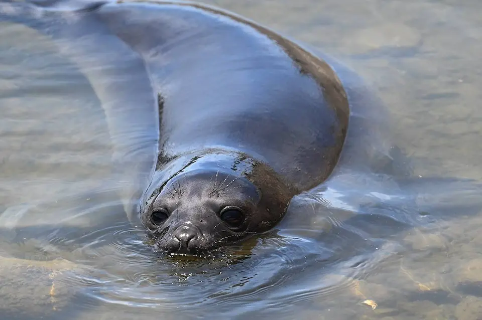 francisca-elefante-marino-hito-ambiental-piriapolis-2025 | Ambienta - Staging Francisca, elefante marino hembra nacida en Piriápolis, registrada como hito ambiental en Uruguay durante 2025.