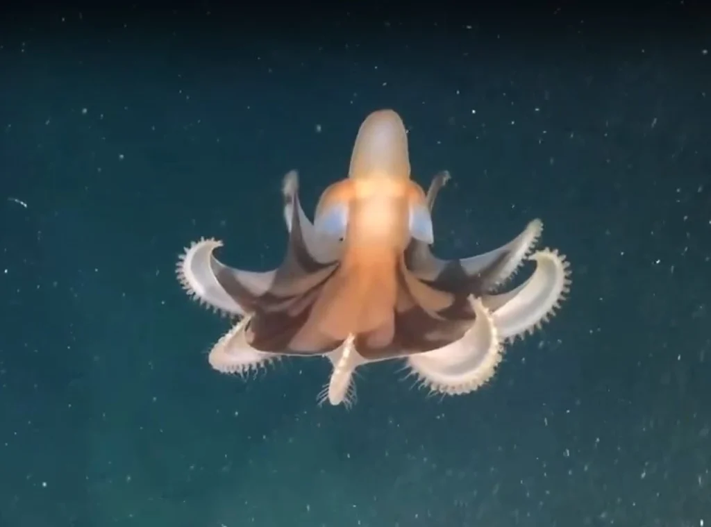 pulpo-cirroteutis-hito-ambiental-uruguay-sub200-2025 | Ambienta - Staging Pulpo cirroteutis registrado en el fondo marino uruguayo, como parte de los hitos ambientales de 2025.