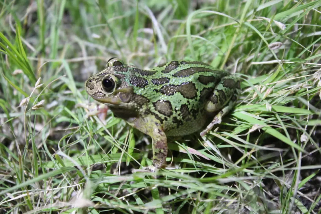 rana-de-madriguera | Ambienta - Staging Conservación 2025: La rana de madriguera es una especie arborícola. Mide entre 8 y 9 centímetros de longitud. México, Latinoamérica.