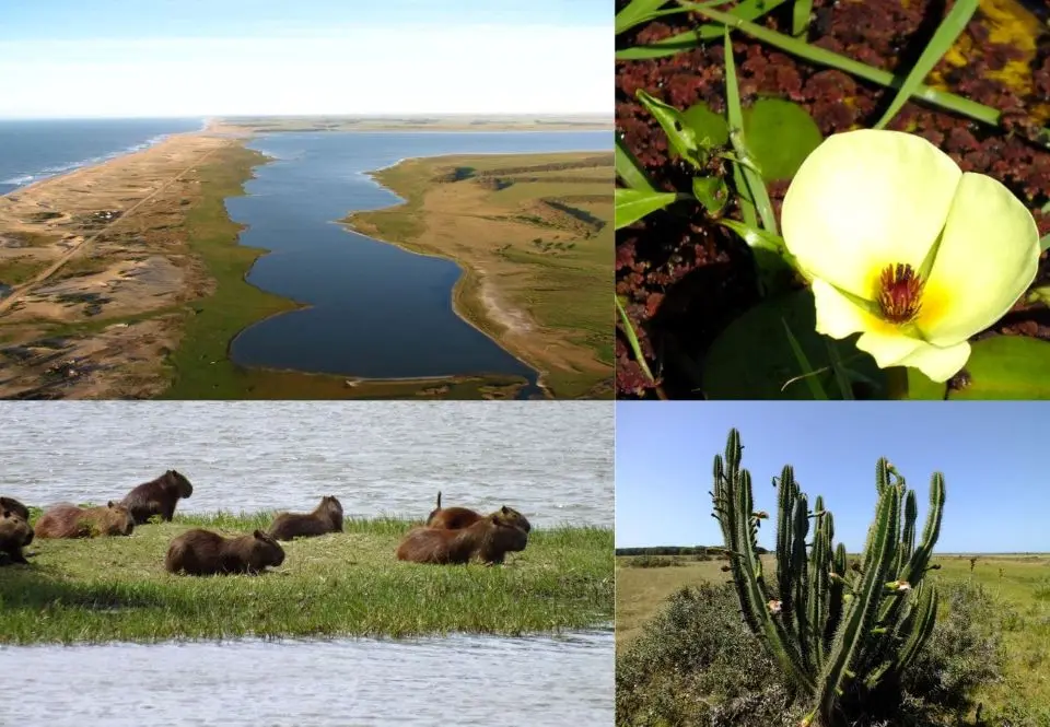 Laguna De Rocha El Santuario De Aves Que Lidera La Conservación En Uruguay Collage de la Laguna de Rocha que muestra una vista aérea de la barra, carpinchos en la orilla, flores nativas y cactus del área protegida.