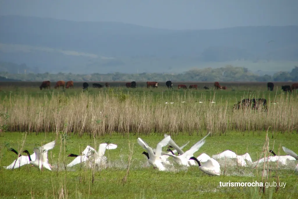 Laguna De Rocha El Santuario De Aves Que Lidera La Conservación En Uruguay Cisne de cuello negro nadando en las aguas plácidas de la Laguna de Rocha.