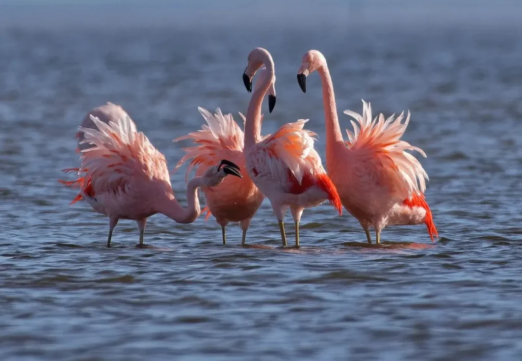 Laguna De Rocha El Santuario De Aves Que Lidera La Conservación En Uruguay Vista panorámica de la Laguna de Rocha, paisaje protegido en Uruguay.
