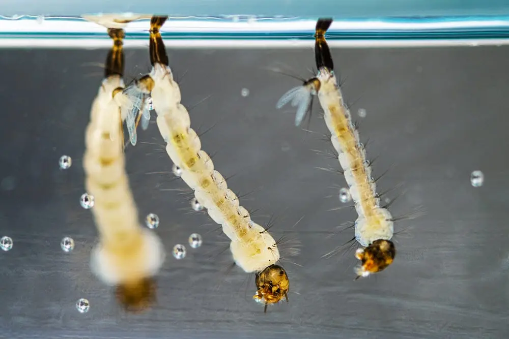 El Avance Del Mosquito Aedes Una Amenaza Global Larvas de mosquito Aedes aegypti en agua estancada, principal foco de dengue.