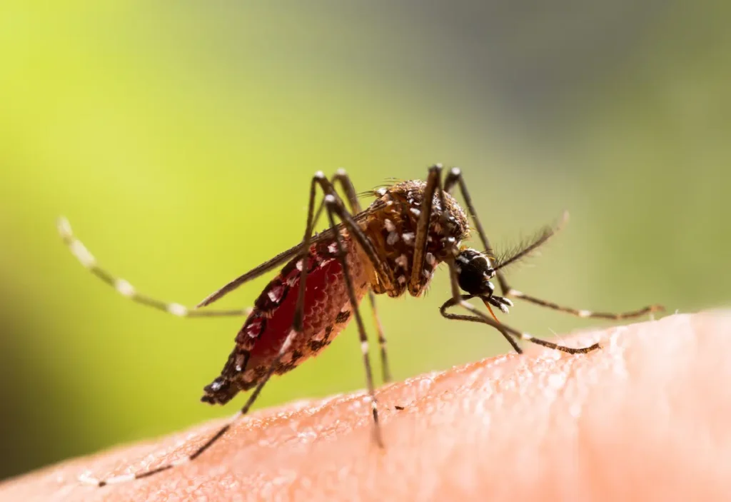 El Avance Del Mosquito Aedes Una Amenaza Global Primer plano de la picadura de un mosquito Aedes aegypti iniciando la transmisión del dengue.