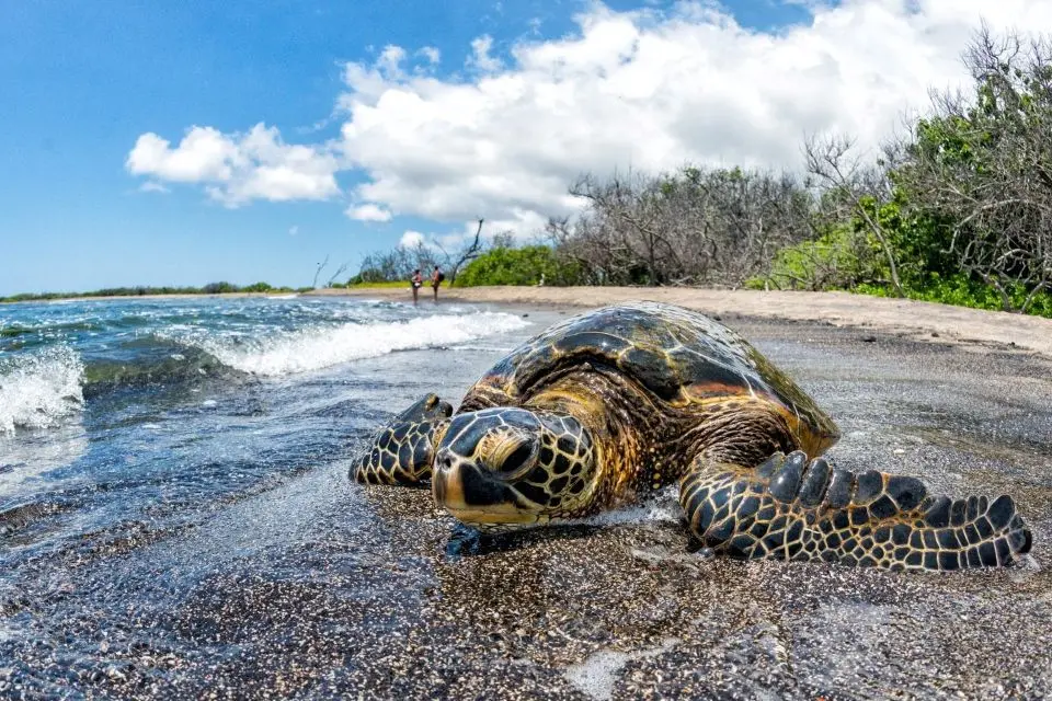 Peces De Agua Dulce Una De Cada Cuatro Especies Está En Riesgo De Extinción Tortuga verde llegando a la costa para anidar en la arena.