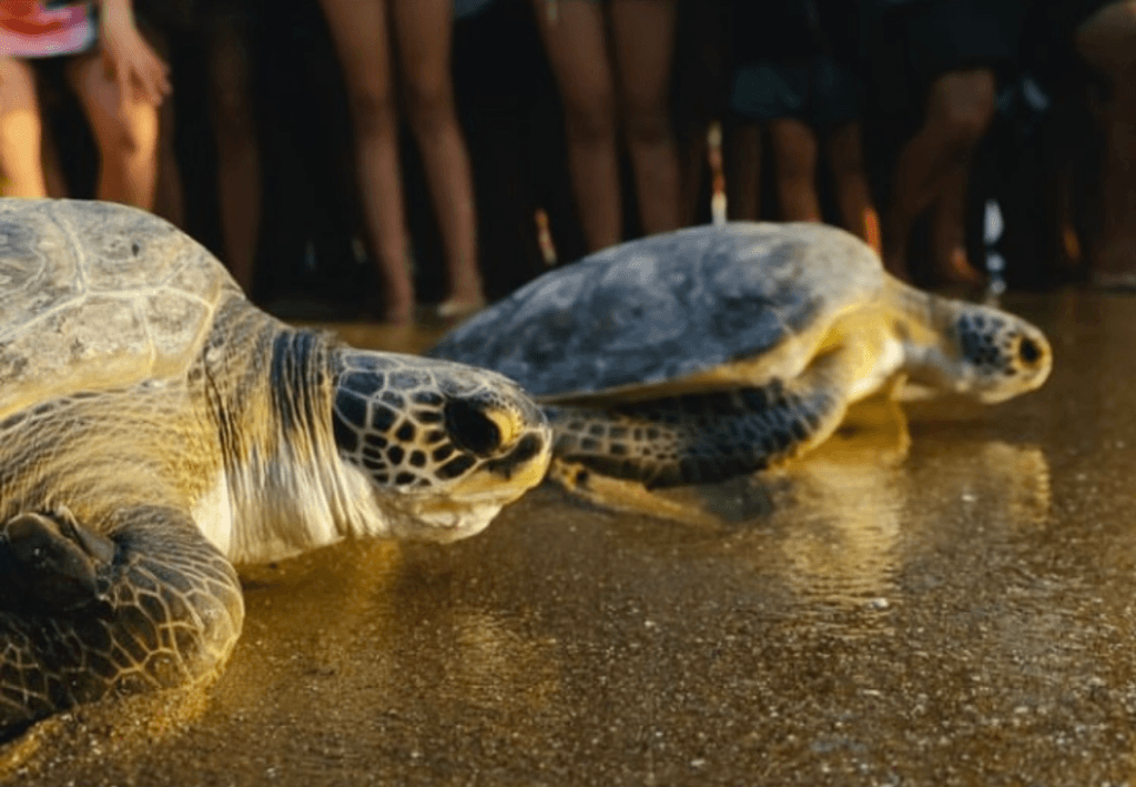 tortugas verdes fueron liberadas en Uruguay