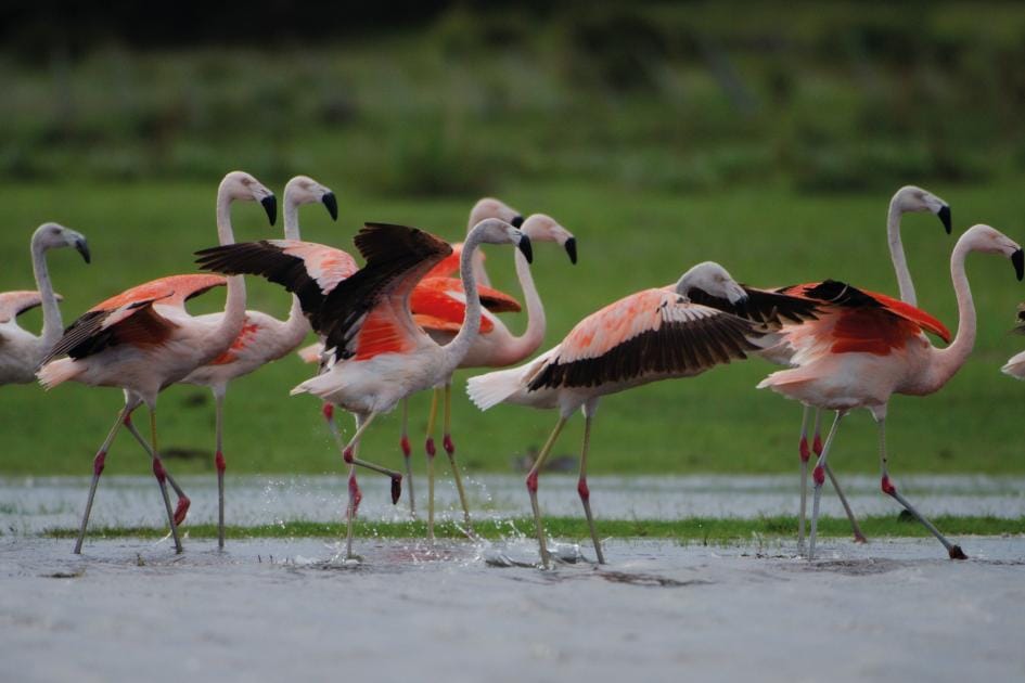 Portada_Flamencos_LG_0 | Ambienta