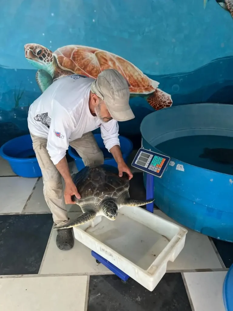 Richard Tesore, director de SOS Rescate Fauna Marina, sosteniendo y pesando una de las tortugas verdes rehabilitadas antes de su liberación en Uruguay.