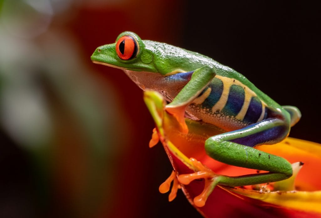 Red-eyed Tree Frog | Ambienta