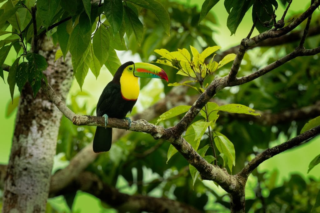 COP 16 se realizará en Cali