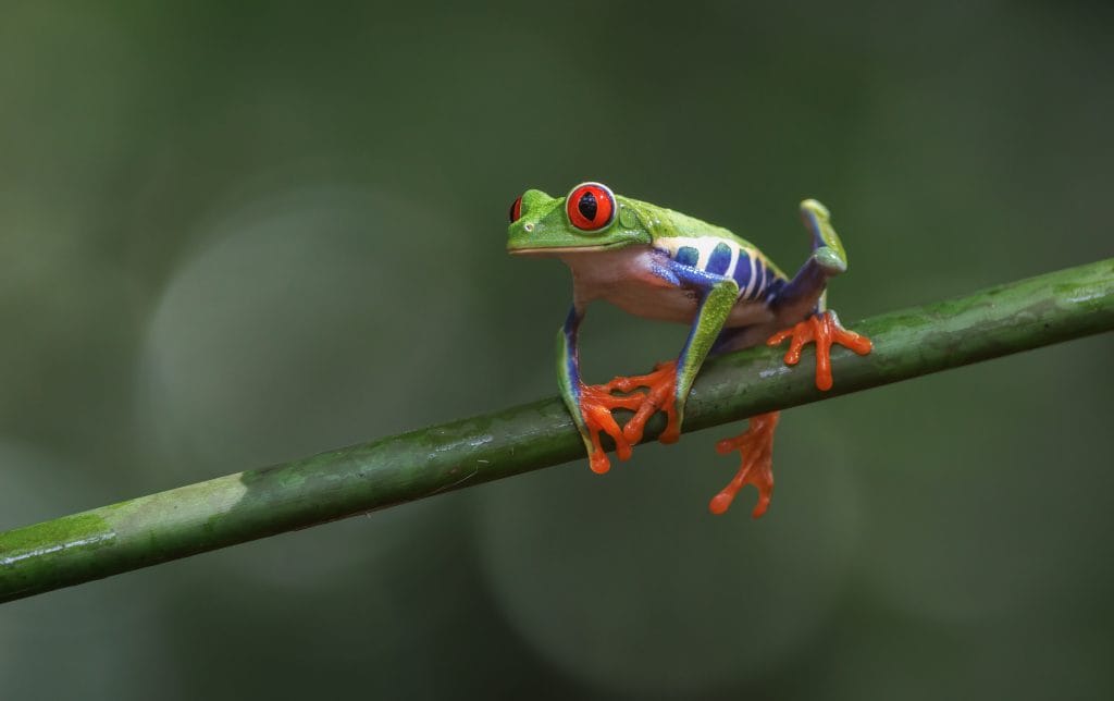 Anfibios en peligro de extinción