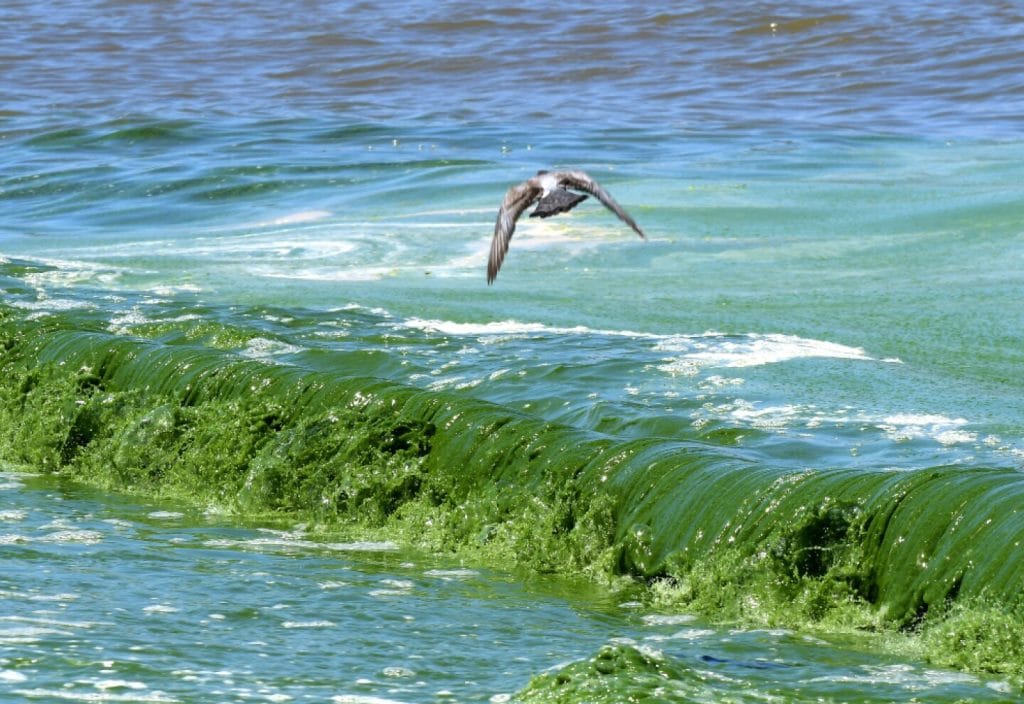 Cianobacterias en las playas de uruguay