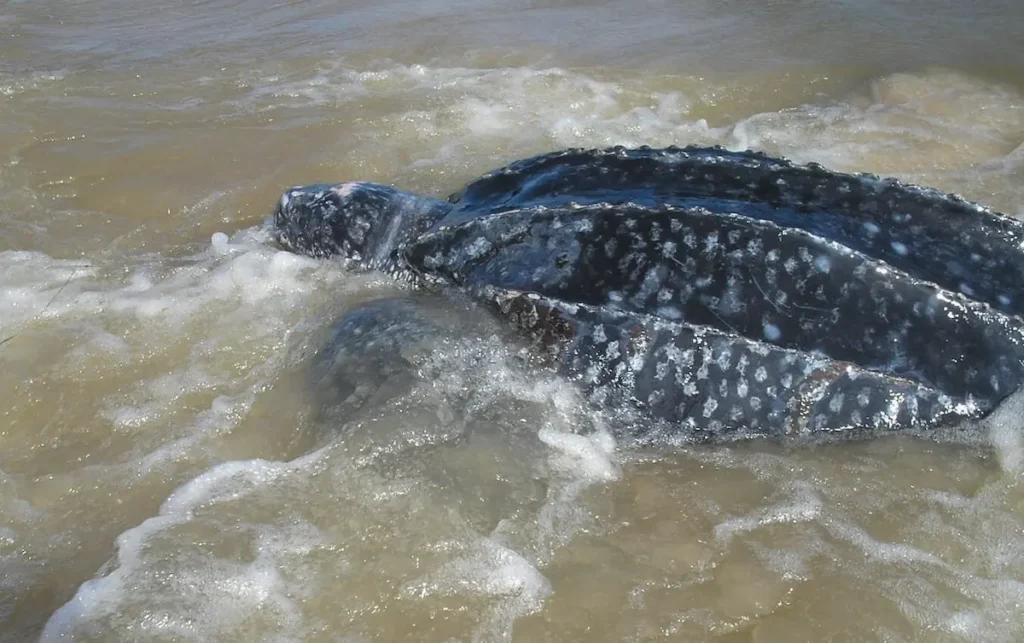 Primer plano superior de una tortuga Siete Quillas nadando en aguas uruguayas, mostrando las siete crestas longitudinales características de su caparazón de cuero flexible.
