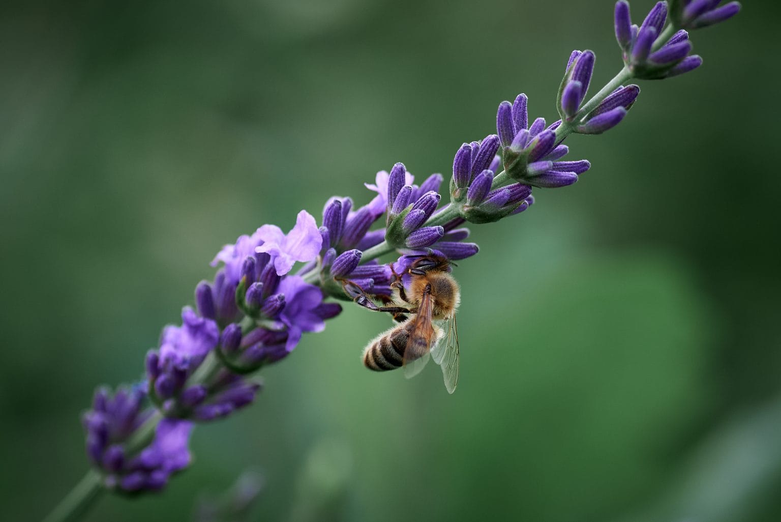 naturaleza, abeja en flores de lavanda