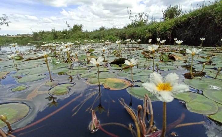 Cuenca_Laguna_del_Cisne_Canelones-728x450-1 | Ambienta