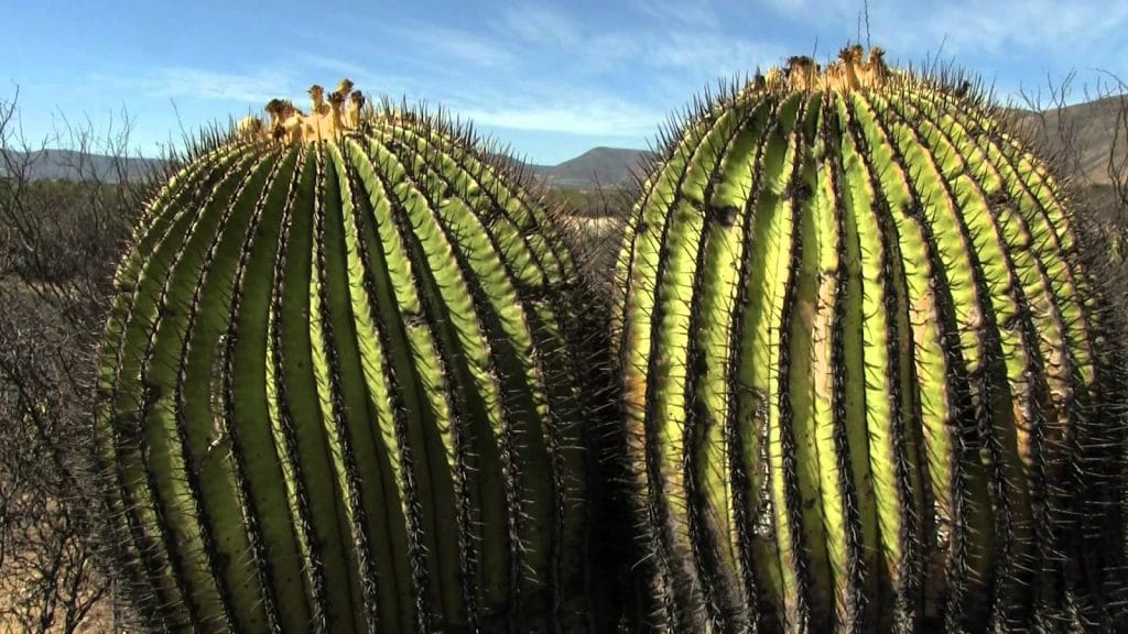 cactaceas-gigantes | Ambienta