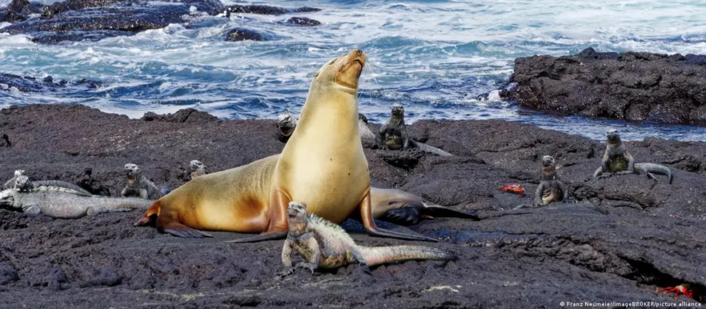 Lobo marino e iguanas en Galápagos, biodiversidad que depende del Tratado Global de los Océanos.