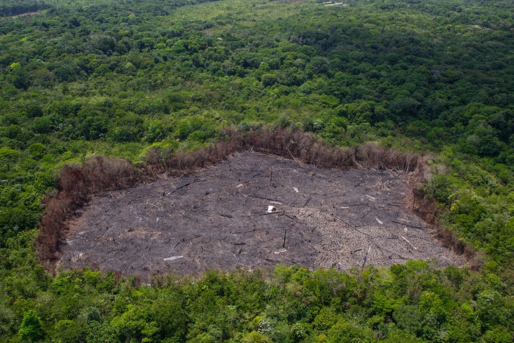 Deforestation of the Amazon rainforest. Patch of forest burnt to the ground. Environment, ecology, climate concepts. | Ambienta
