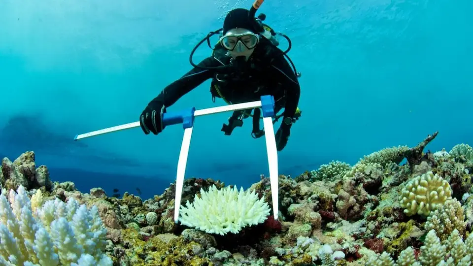 Biólogo marino analizando el blanqueamiento de la Gran Barrera de Coral.