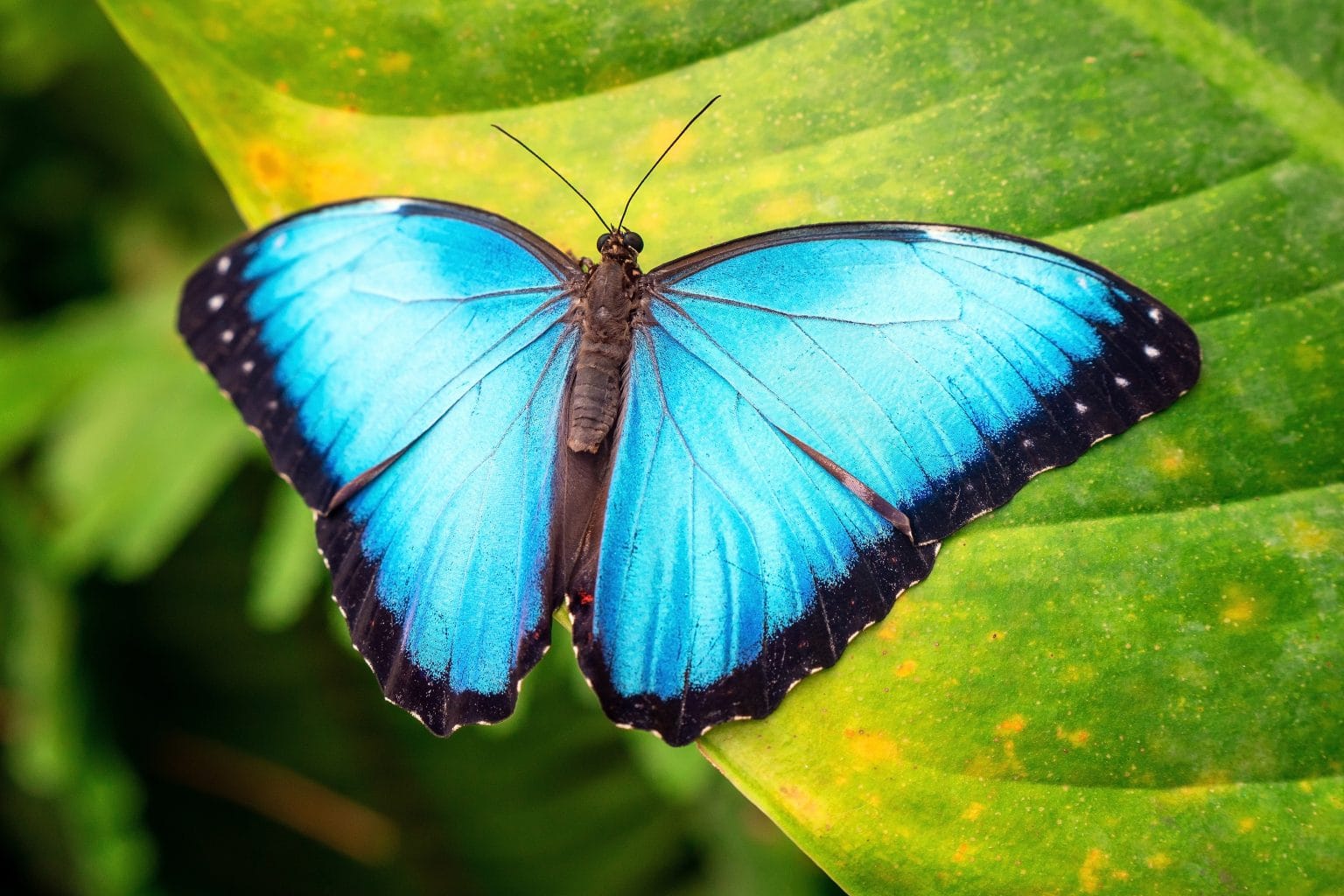 Mariposas Bioindicadoras Del Cambio Climático